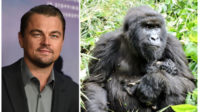  Leonardo DiCaprio opäť pomáha prírode. Prispel 2 milióny dolárov na záchranu vzácnych goríl