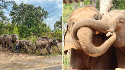 Po 20 rokoch v zajatí sa slony vrátili domov. Pre nedostatok turistov v Thajsku sa konečne oslobodili od práce