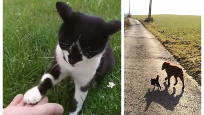 VIDEO: Jednooká mačka z Oravy si myslí, že je psík