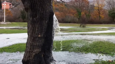 Hovoria jej zázračná moruša. 100-ročný strom v malej dedinke sa mení na fontánu