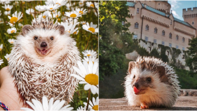 Oliver vám hneď zdvihne náladu: Vysmiaty ježko cestuje po Slovensku, jeho výlety si zamilujete aj vy