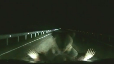 VIDEO: Šoféra v noci na ceste prekvapila medvedica. Dôvod, prečo mu skočila do cesty, by dojal každého