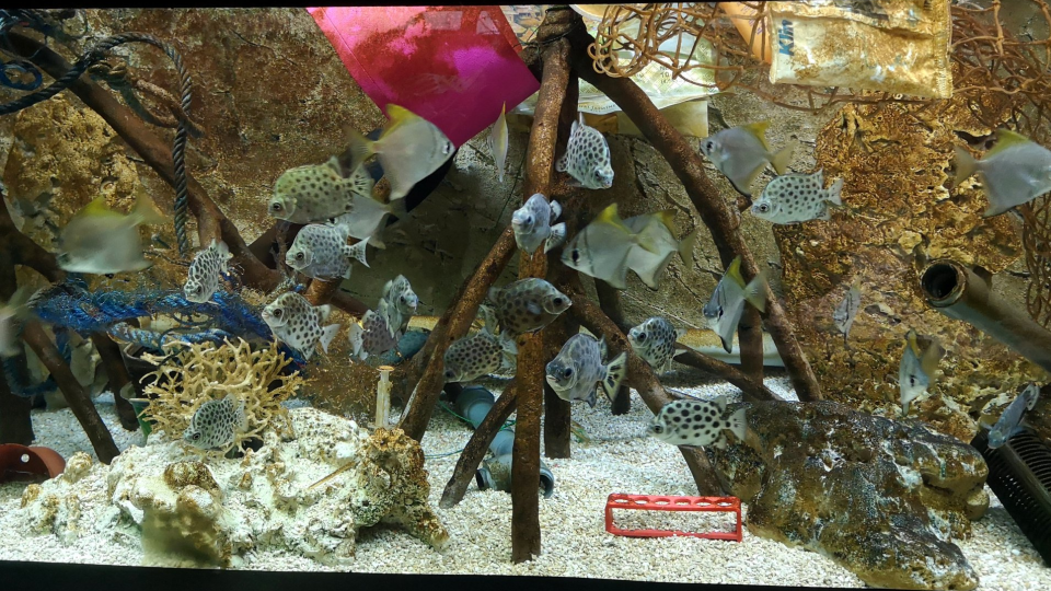 V akváriu plávajú ryby okolo plastov.