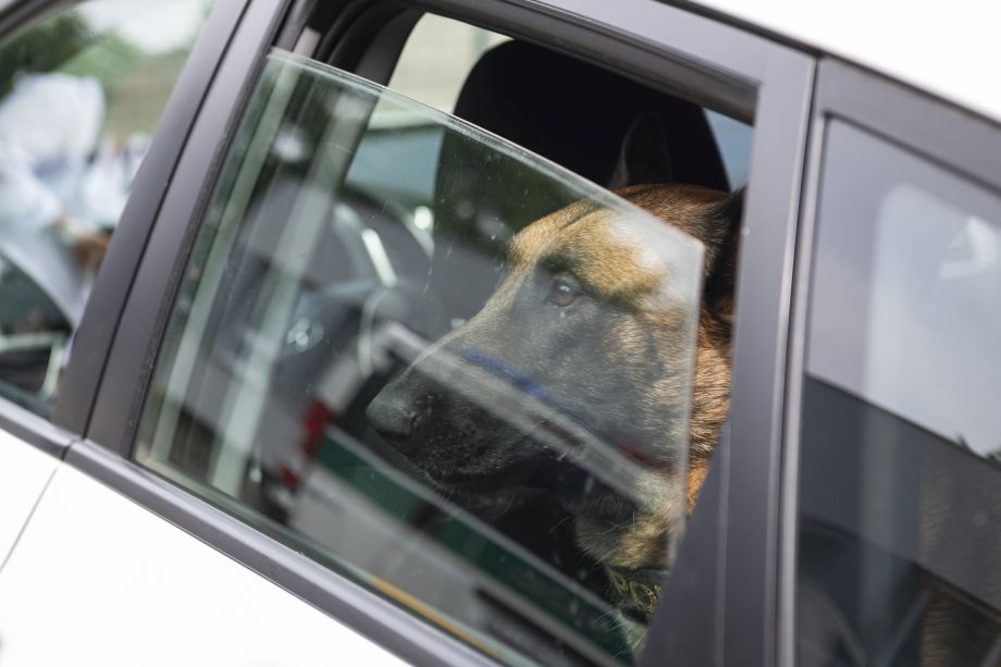 Na snímke ukážka zabudnutého psa v aute počas tlačovej konferencie Prezídia Policajného zboru (PPZ) SR k uvedeniu 3. ročníka projektu Nezabudni na mňa v aute