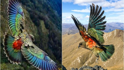 Kea je jediný vysokohorský papagáj na svete. Oslní vás nielen zjavom, ale aj neskonalou inteligenciou