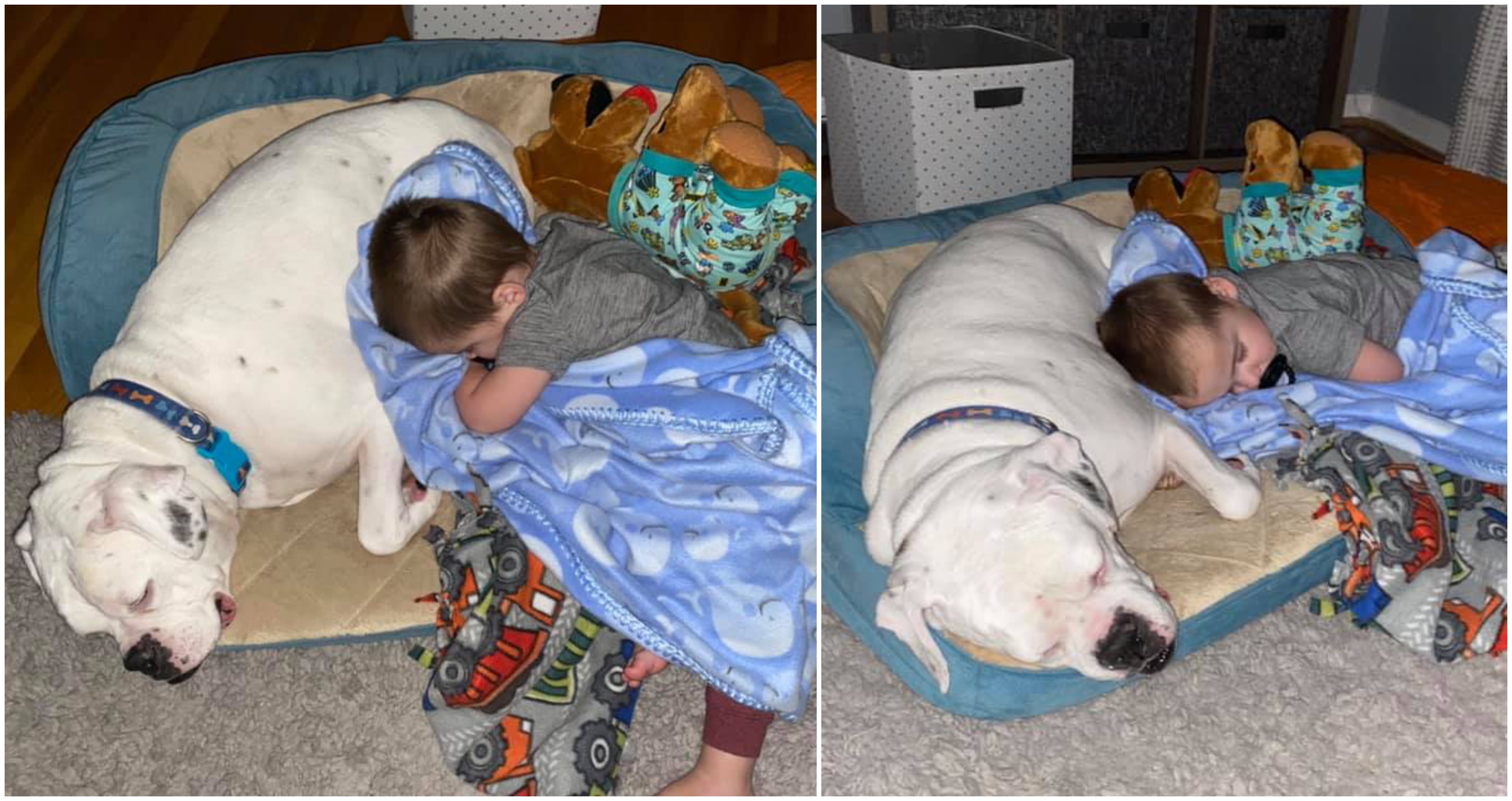 Chlapček Finn spí so štvornohým miláčikom. 