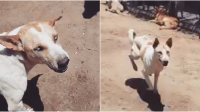 VIDEO: Slepý psík si našiel v útulku najlepšieho priateľa. Čo urobí vždy, keď počuje jeho hlas, rozcíti snáď každého