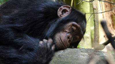 Nad pralesom a vzácnymi primátmi visel rozsudok smrti. Polovicu lesa mali vyrúbať, pomohli však protesty