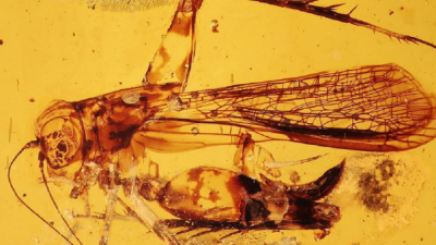 Českí vedci objavili v jantáre hmyz z éry dinosaurov: 100 miliónov rokov staré fosílie ukrývajú nový druh