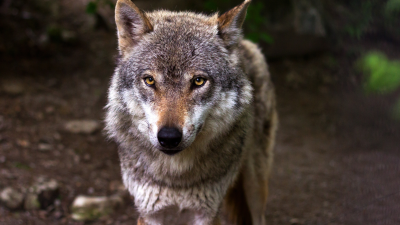 Na budúci rok sa možno zakáže lov vlka na našom území
