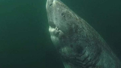 Toto je najstarší stavovec na svete. 400-ročný žralok stále pláva v okolí Grónska