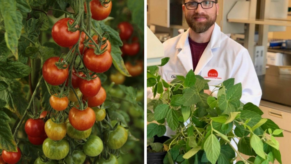Vedci dokázali produktivitu rajčín po prvý raz v histórii zvýšiť o 90%.