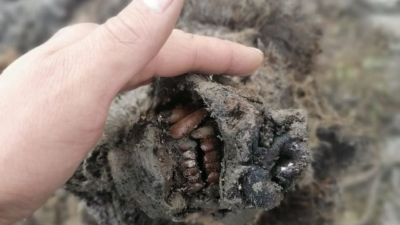 Toto je jediná múmia jaskynného medveďa z doby ľadovej. Objavili ju pastieri sobov na Sibíri