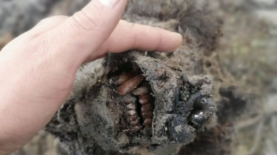 Topiaci sa permafrost poodhalil telo desiatky tisíc rokov starého jaskynného medveďa