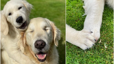 Malé šteniatko nahrádza zrak starému slepému psíkovi: Vytvorilo sa medzi nimi to najkrajšie puto