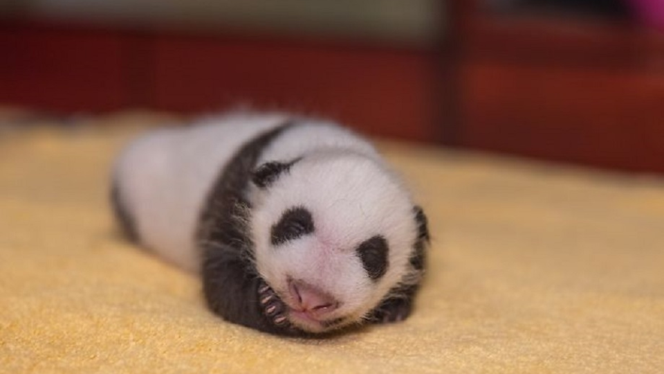 Mláďatko druhej najstaršej pandy sveta.