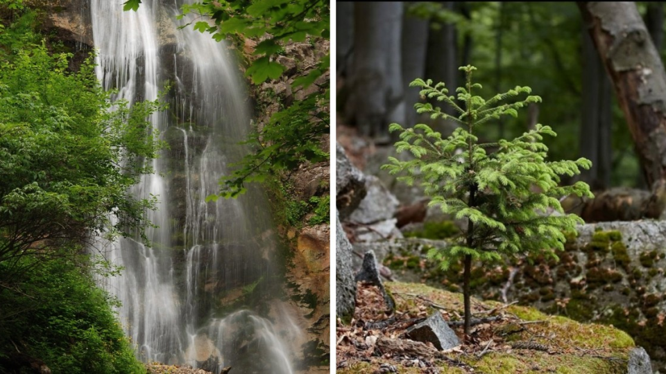 Cesta k Šútovskému vodopádu je plná jedinečných zákutí nádhernej oravskej prírody. 