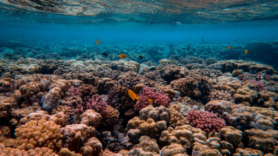 Vedci sú nadšení. Po 120 rokoch objavili mohutný koralový útes, ktorý je vyšší ako najvyššie mrakodprapy sveta