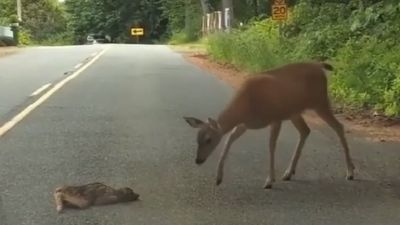 VIDEO: Šofér na ceste zbadal mláďa srnky. Ihneď zastavil a stal sa svedkom dojímavej ukážky materinskej lásky