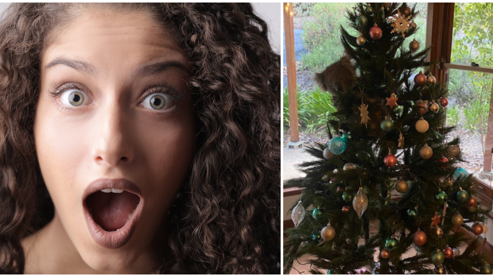 Prvá snímka je ilustračná, na druhom zábere je zvedavá koala, ktorá zablúdila do oblasti, kde žije Amanda a rozhodla sa, že skrášli jej vianočný stromček.