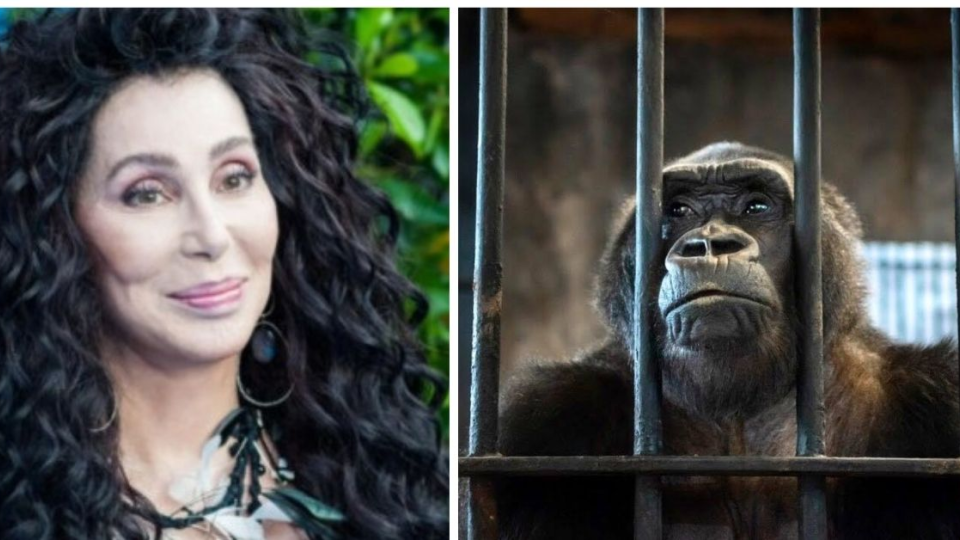 Na ilustračnej snímka speváčka Cher a gorila v zajatí.