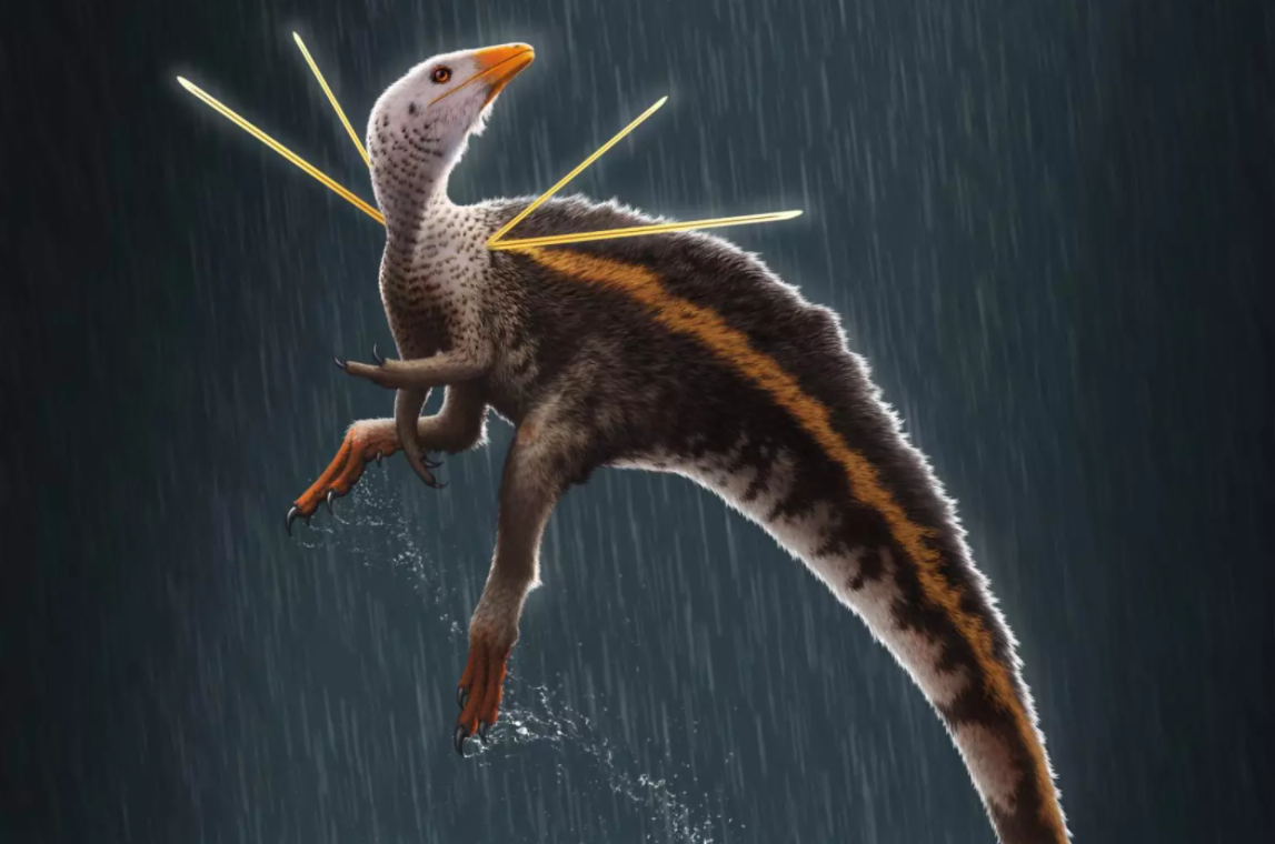 Ubirajara bol rod malého theropodného dinosaura, ktorý žil v období Kriedy.