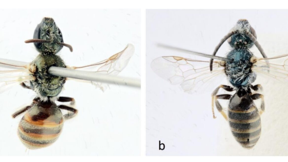 Novo nájdené včely Lasioglossum dorchini - samička vľavo, samec vpravo.