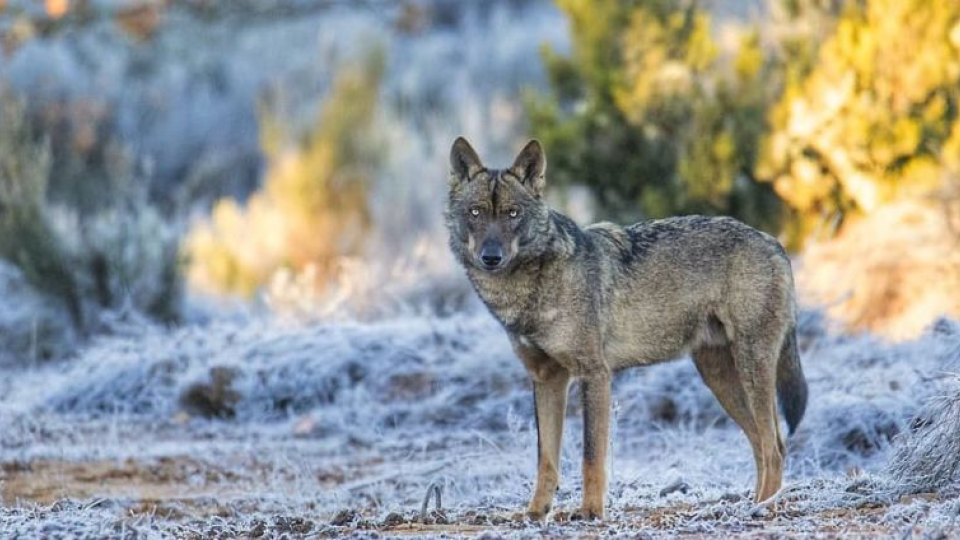 V Španielsku vydali úplný zákaz odstrelu vlkov (ilu)