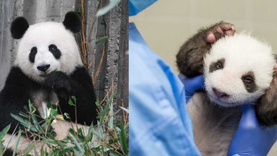 V japonskej zoo Ueno pätnásťročná panda Shin Shin priviedla na svet dve mláďatká.