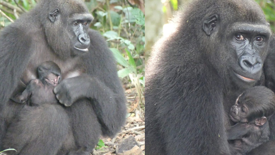 Gorila, ktorá bola chovaná celý život v ZOO, bola pustená do voľnej prírody a pred pár dňami porodila mláďatko.