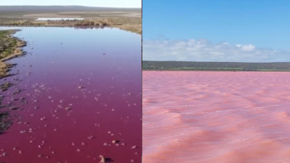 Ružové sfarbenie spôsobil odpad z rybacej továrne.