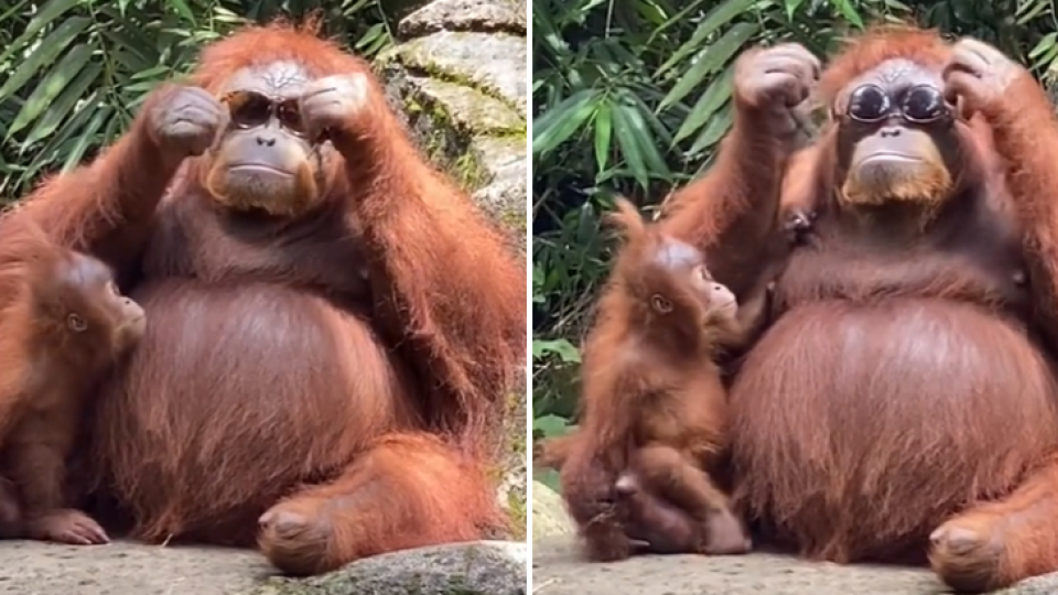 Orangutan so svojím mláďatkom v indonézskej zoo.