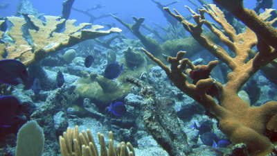 Koraly by predsa len mohli prežiť globálne otepľovanie. Odhalili ich neobvyklú vlastnosť v špinavej vode