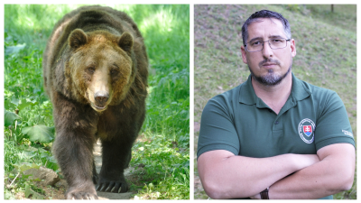 Expert na medvede: Toto vám pomôže, ak stretnete medveďa blízko bytovky, na chate alebo na hubách