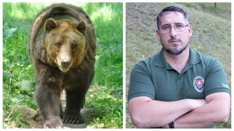 Vedúci Zásahového tímu pre medveďa hnedého Jaroslav Slašťan sa už zoči-voči medveďovi ocitol viac než stokrát. 