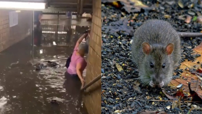 Dokážu silné povodne zahubiť potkanov, ktorí žijú v podzemí? Omyl, na hladine vydržia plávať aj tri dni