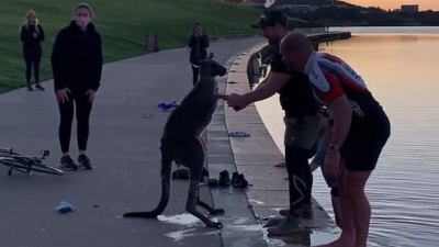 VIDEO: Vďačná kengura sa takto poďakovala mužom, ktorí ju zachránili zo studenej vody jazera