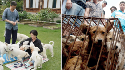 Nastal čas prestať jesť psy, odkazuje juhokórejský prezident. Ročne sa v krajine zje milión psov