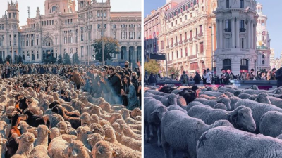 Ulice španielskej metropoly zaplnili ovce. Miestni pastieri sa rozhodli využiť svoje právo na tradičné cesty