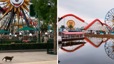 Skrytá tvár Disneylandu: Zábavnému parku od roku 1955 vládnu mačky, ako prvý obsadili zámok Šípkovej Ruženky