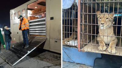 Zvieratá z kyjevskej zoo museli utiecť, inak by zahynuli. Novodobú Noemovu archu ohrozovali tanky aj mráz