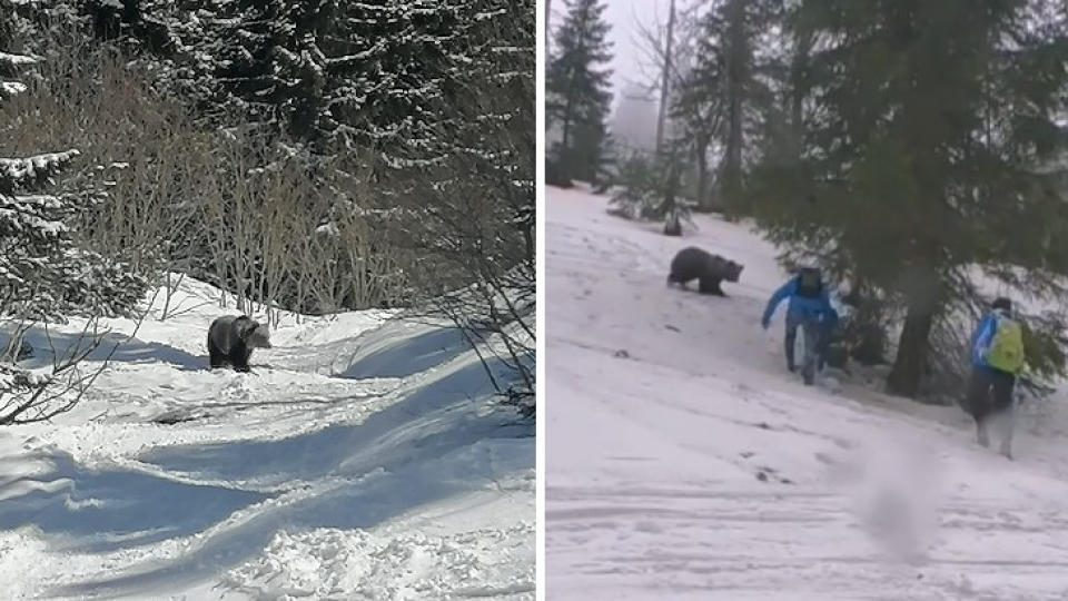 Pred medveďom varujú chatári aj ochranári zo Správy Národného parku Nízke Tatry.