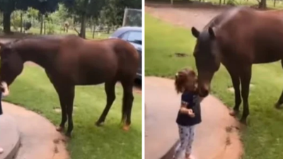VIDEO: Kôň v diaľke započul plačúce dievčatko a dobehol. Pozrite si, ako ho do pár sekúnd upokojil