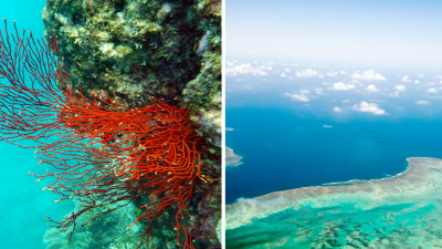 Príroda opäť ukázala svoju silu. Vo Veľkej koralovej bariére je najviac koralov za 36 rokov