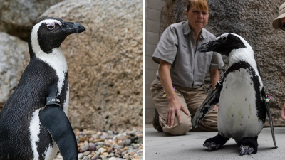 Trápenie tučniaka Lucasa ukončili až štýlové topánočky. Konečne sa môže vrátiť do svojej kolónie