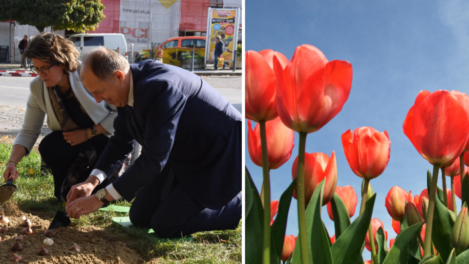 Špeciálnu odrodu tulipánov v Trenčíne sadila aj holandská veľvyslankyňa