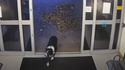 VIDEO: Zúfalému psíčkarovi sa stratil jeho miláčik. Šikovná kólia sa prišla sama prihlásiť na policajnú stanicu