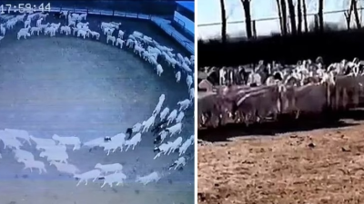 VIDEO: Stovky oviec sa dvanásť dní pohybovali iba v kruhu. Teraz sa konečne prišlo na to, prečo to robili