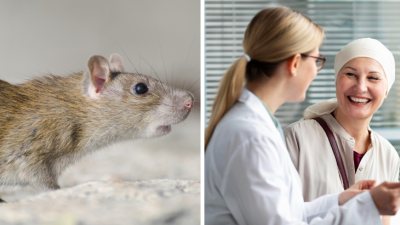 Myšiam s rakovinou podali vedci prelomovú látku. Zastavili u nich šírenie choroby a vznik metastáz