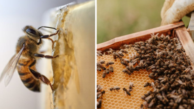 Včely na Slovensku vyrábajú stále menej a menej medu. Takto jednoducho im môžete pomôcť aj vy